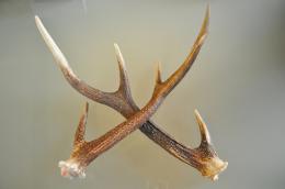 鹿角　1本